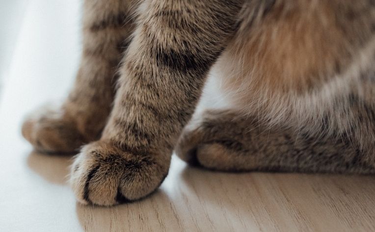 cat-proof flooring